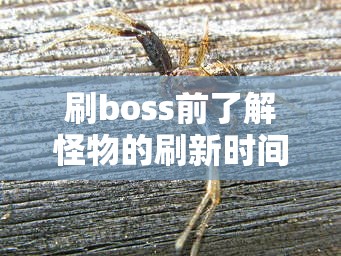 刷boss前了解怪物的刷新时间有必要